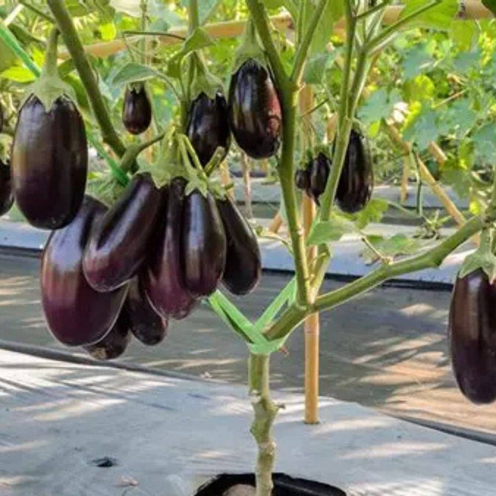     			Hybrid Black Brinjal Vegetable ( 50 Seeds )