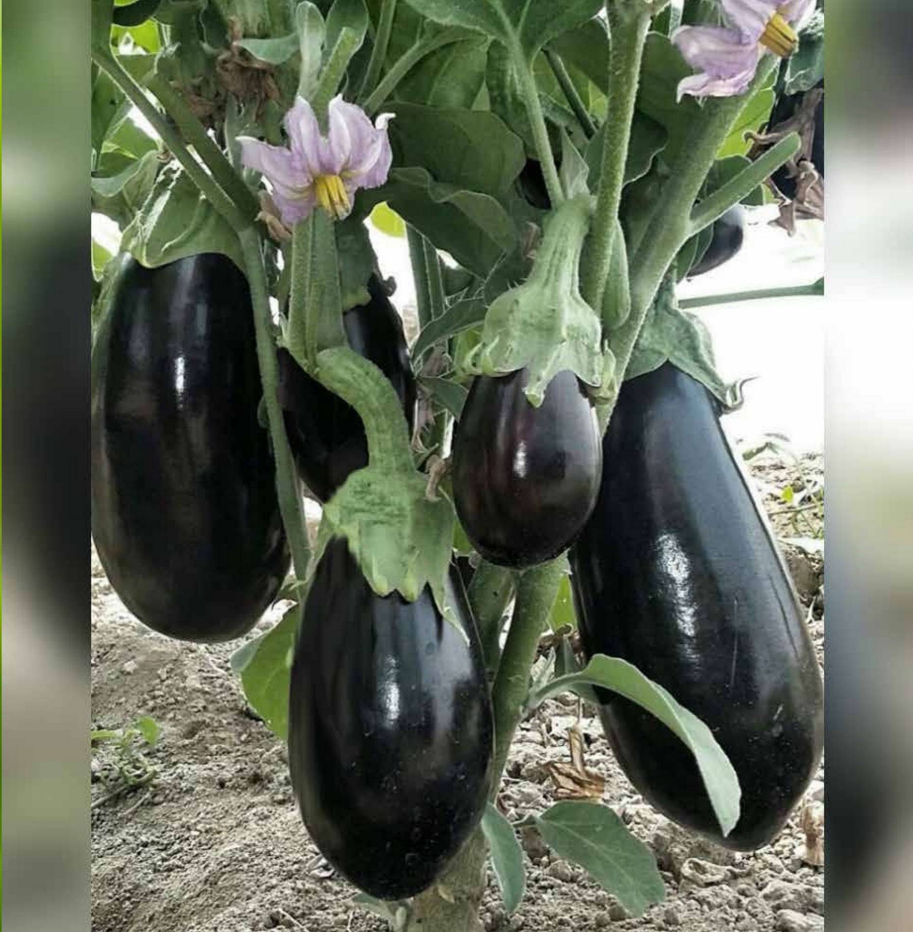 Hybrid Black Brinjal Vegetable Seeds ( 50 Seeds ) Hybrid Black Brinjal Vegetable Seeds ( 50 Seeds )