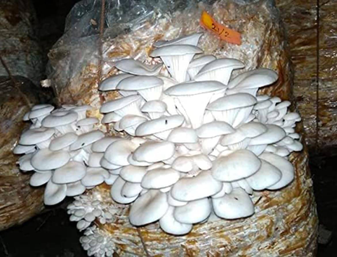     			Oyster Mushroom Seed/Spawn for Home Growing - 300 gram First Generation Organic Mushroom Seeds for Indoor & Outdoor Cultivation