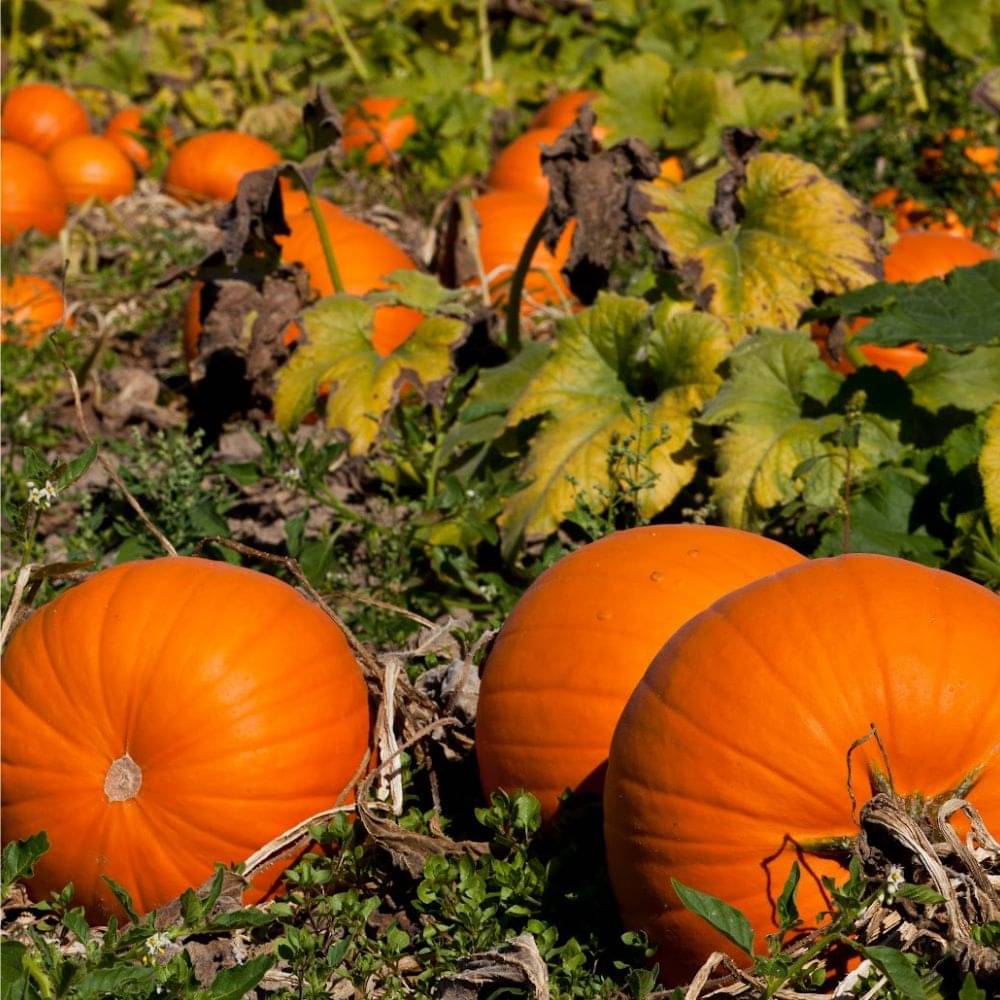 Pumpkin Seeds – Organic | Best Quality Hybrid | High Yield | Kitchen Garden Friendly Pumpkin Seeds – Organic | Best Quality Hybrid | High Yield | Kitchen Garden Friendly