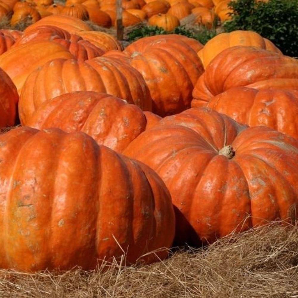 Pumpkin Seeds – Organic | Best Quality Hybrid | High Yield | 15 Seeds Pumpkin Seeds – Organic | Best Quality Hybrid | High Yield | 15 Seeds
