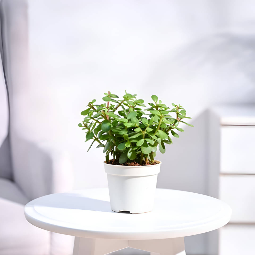     			Wildshopperz Good Luck Jade Live Plant With Grow Pot Pack Of-1