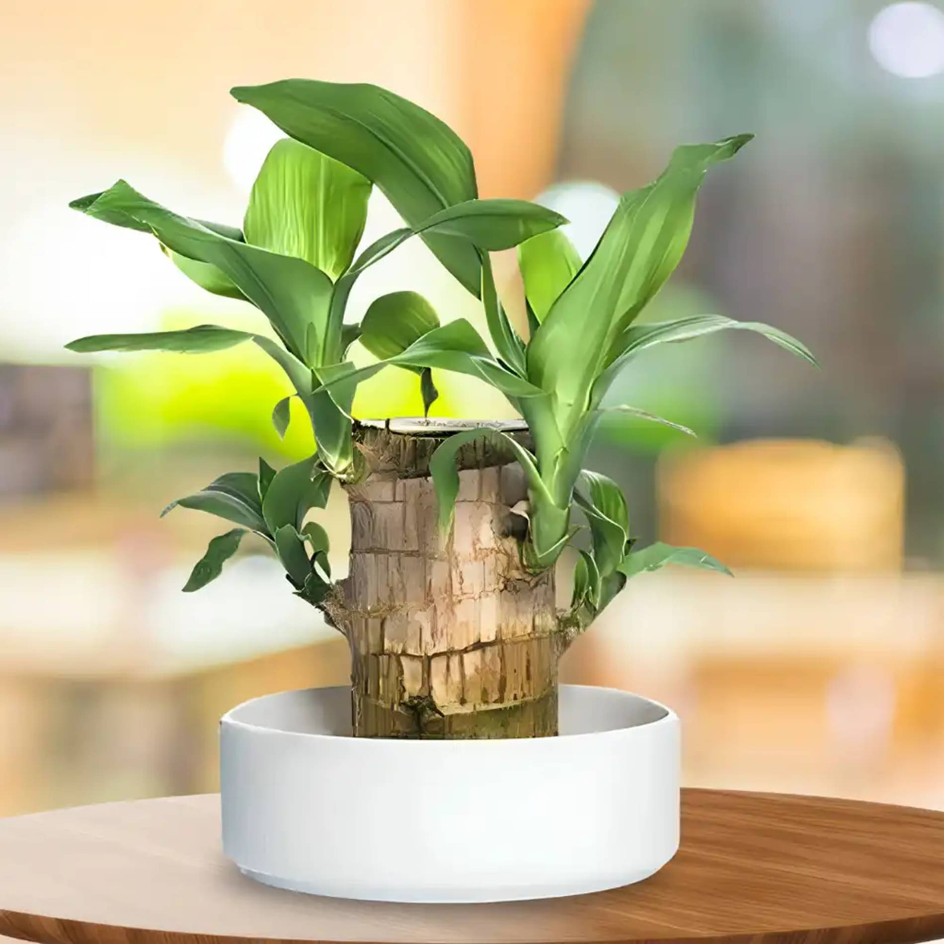     			Brazilian Wood Feng Shui Live Helathy Plant