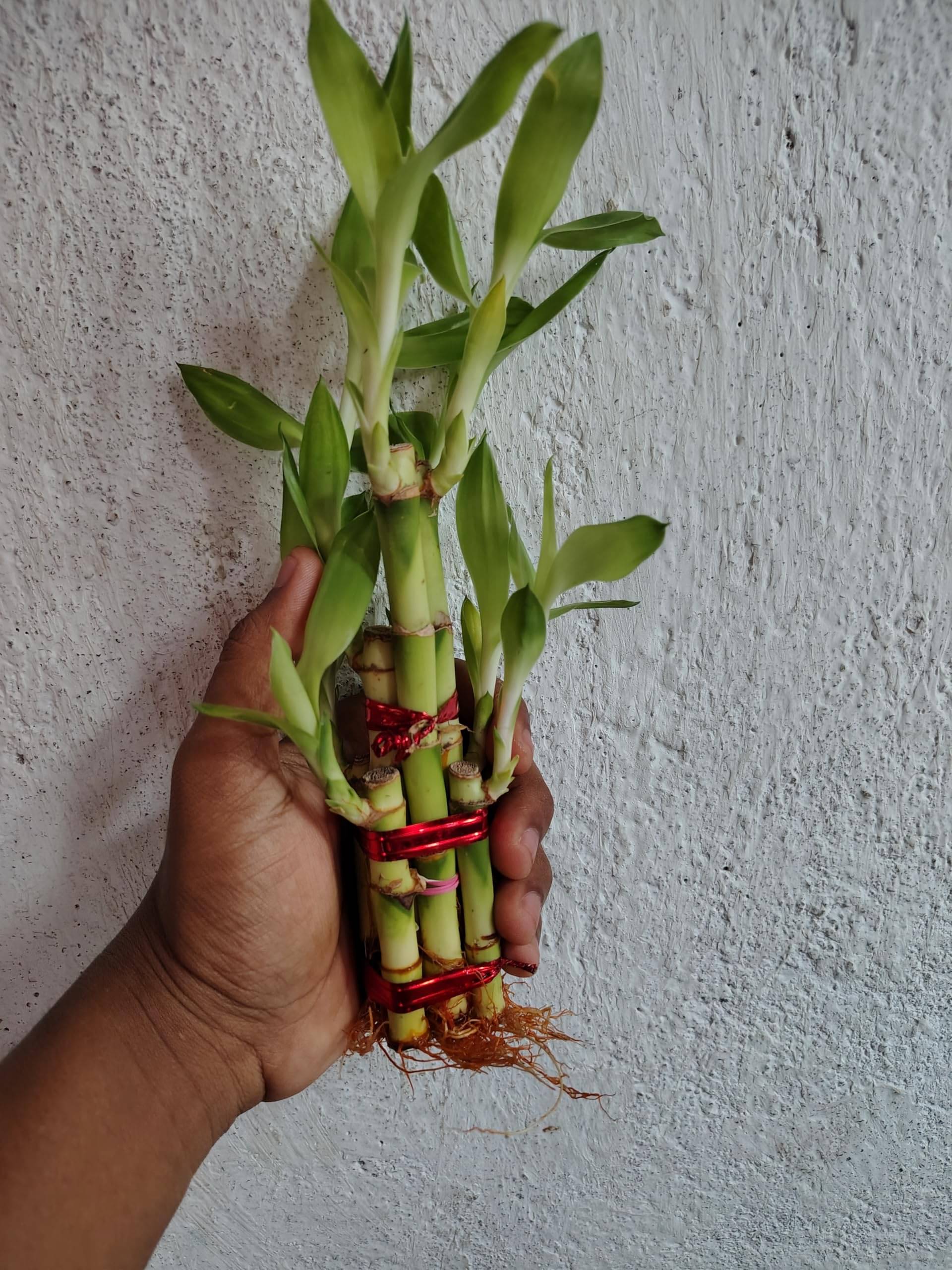 Lucky Bamboo 2 Layer Healthy Live plant Feng Shui Plant Lucky Bamboo 2 Layer Healthy Live plant Feng Shui Plant