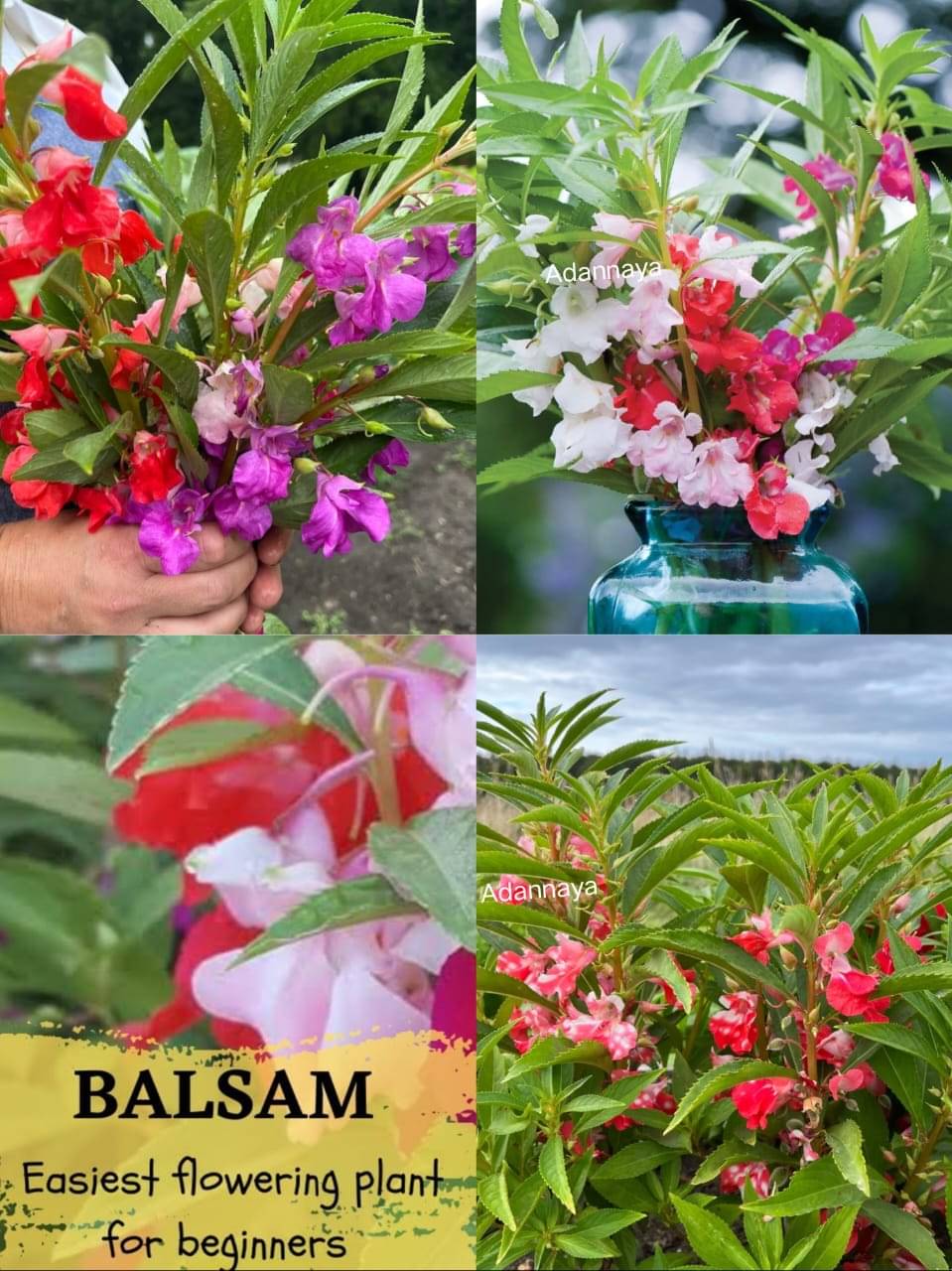     			Balsam Rose Flower Mixed Rose Balsam Flower Seeds Pack of 50 Seeds