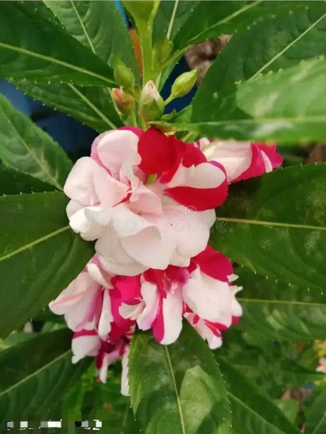     			Balsam multicolour flower 40+ seed