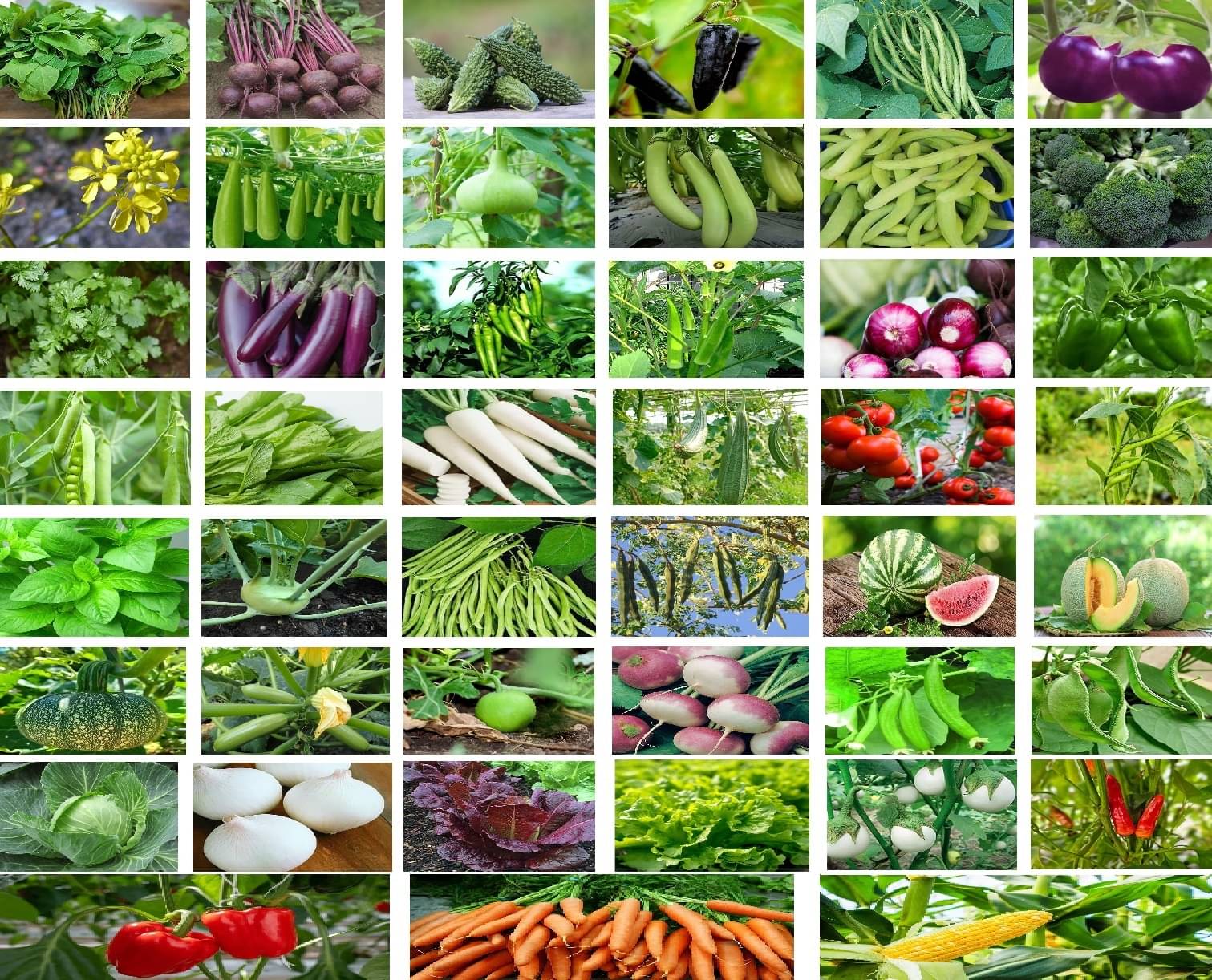     			Old Store 40 variety vegetable seeds combo pack with instruction manual.