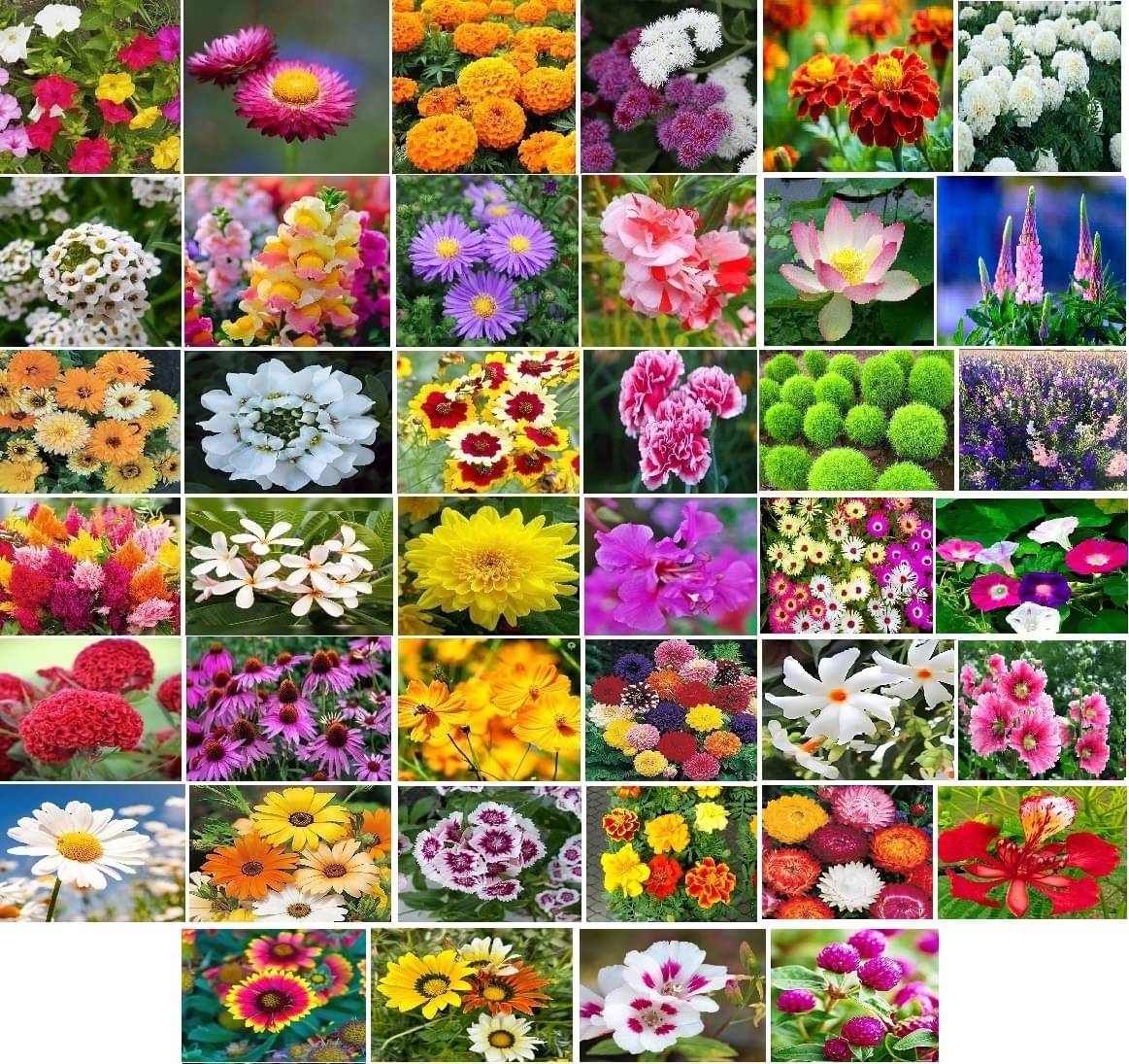     			Old Store 45 variety Flower seeds combo pack with instruction manual.