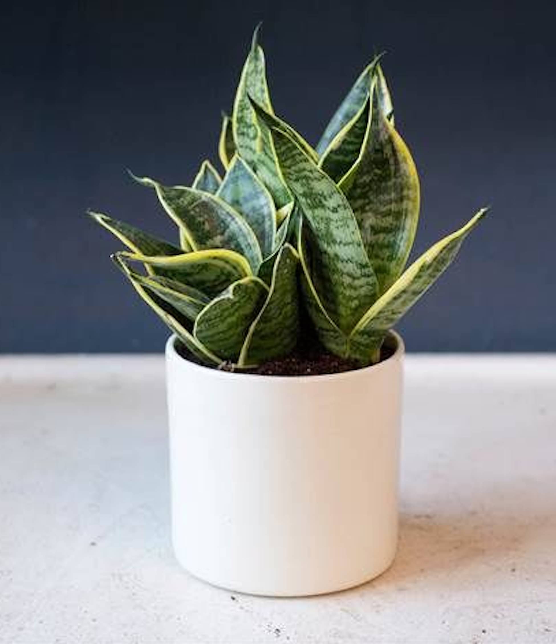 Snake Plant – Live Sansevieria Indoor Plant | Natural Air Purifier | Low Maintenance Snake Plant – Live Sansevieria Indoor Plant | Natural Air Purifier | Low Maintenance