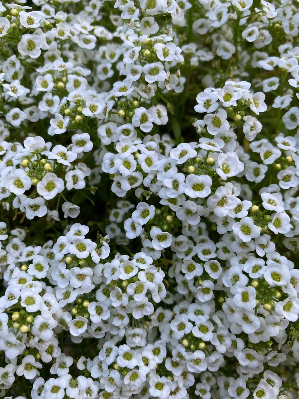LiveNature Alyssum White Flower Seeds | Winter Indoor/Outdoor Flower Seeds For Home Garden & Terrace - 100 Seeds     			LiveNature Alyssum White Flower Seeds | Winter Indoor/Outdoor Flower Seeds For Home Garden & Terrace - 100 Seeds