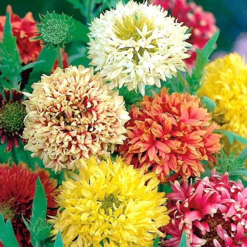 LiveNature Gaillardia Mixed Seeds | Winter Indoor/Outdoor Flower Seeds For Home Garden & Terrace - 100 Seeds LiveNature Gaillardia Mixed Seeds | Winter Indoor/Outdoor Flower Seeds For Home Garden & Terrace - 100 Seeds