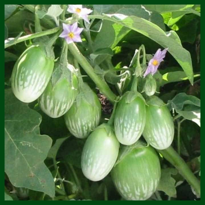     			LiveNature Green Round Brinjal Seeds | Summer Outdoor Vegetable Seeds For Home Garden & Terrace - 100 Seeds