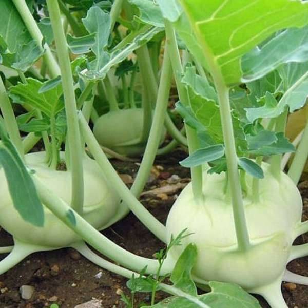     			LiveNature Knol Khol/ Ganth Gobhi/ Kholrabi Seeds | Winter Outdoor Vegetable Seeds For Home Garden & Terrace - 100 Seeds