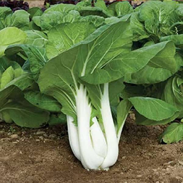     			LiveNature Pak Choi / Cabbage Seeds | Winter Outdoor Vegetable Seeds For Home Garden & Terrace - 100 Seeds
