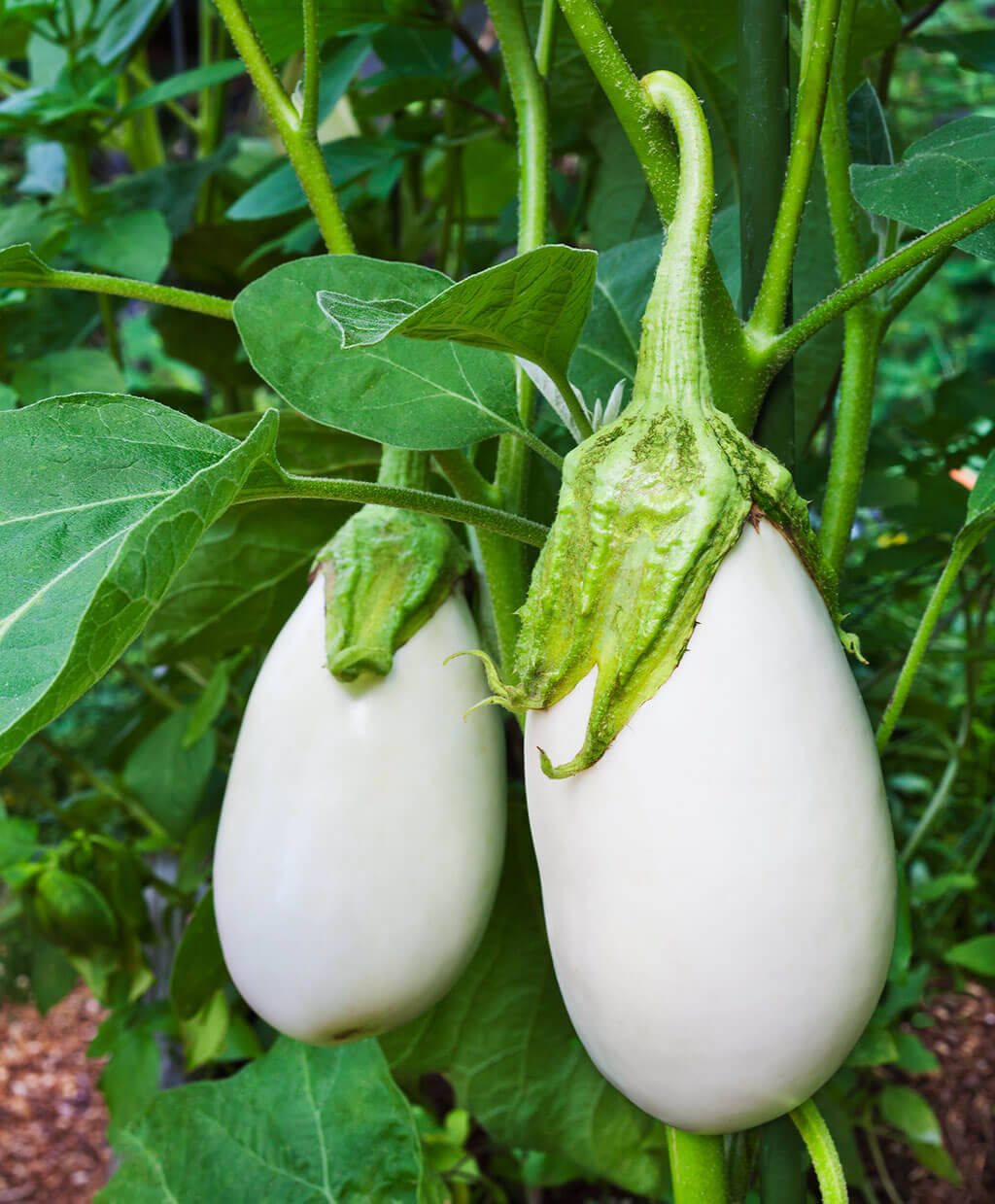 LiveNature White Round Brinjal Seeds | Summer Vegetable Seeds For Home Garden & Terrace - 100 Seeds LiveNature White Round Brinjal Seeds | Summer Vegetable Seeds For Home Garden & Terrace - 100 Seeds