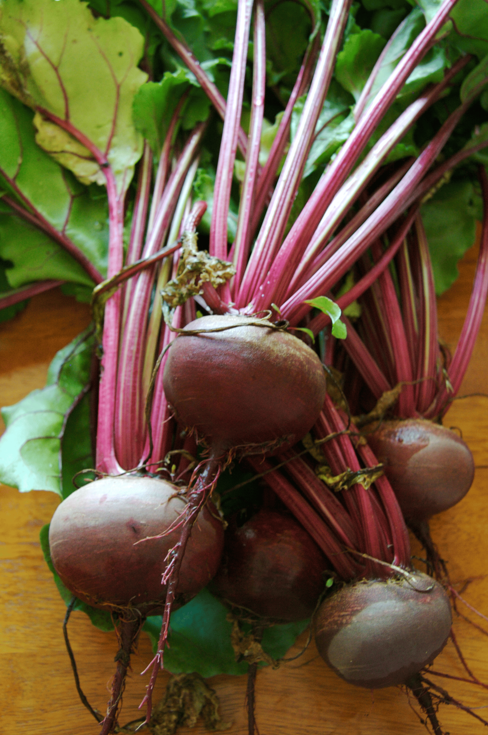     			Hybrid Beetroot Seeds – High Yield Variety | Approx. 400–600 Seeds (10g Pack)