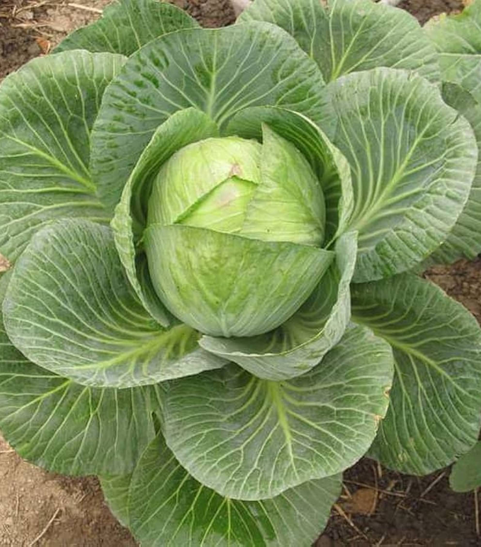     			Hybrid Cabbage Seeds – High Yield Variety | Approx. 2,500–3,000 Seeds (10g Pack)
