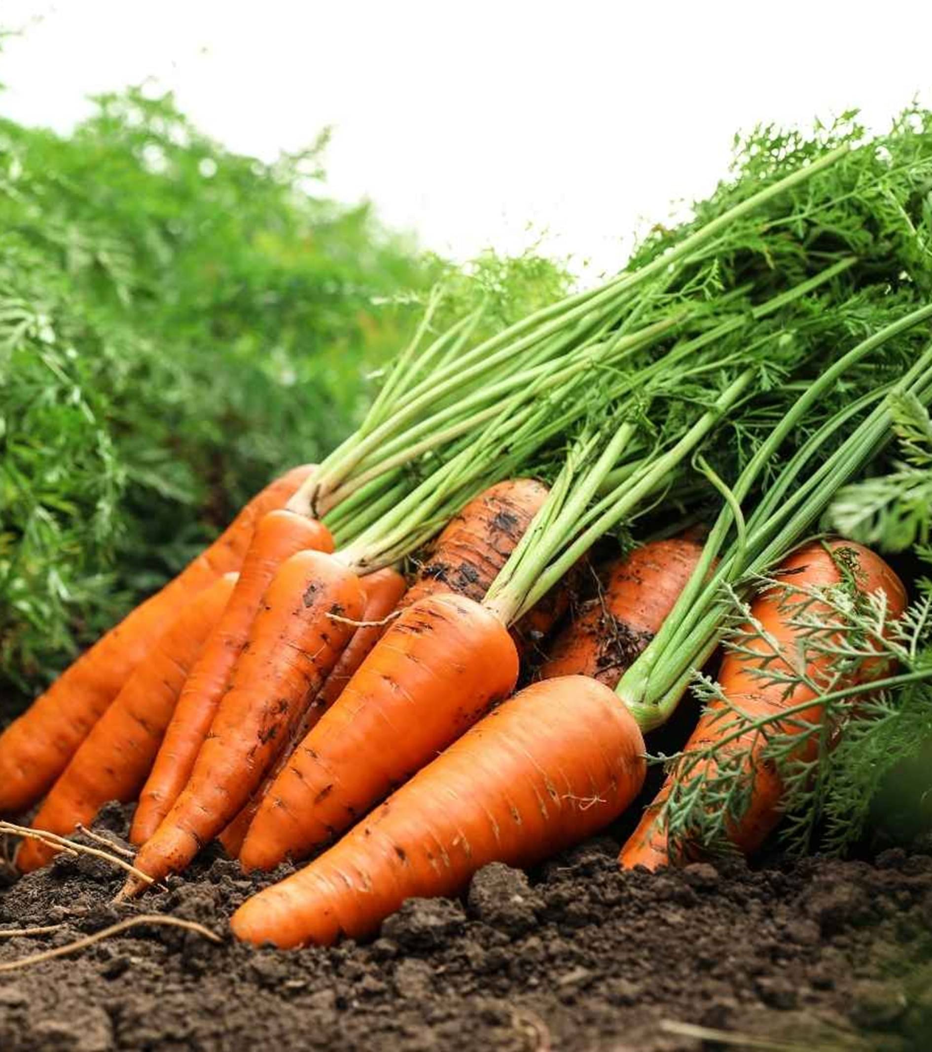     			Hybrid Carrot Seeds – High Yield Variety | Approx. 7,000–9,000 Seeds (10g Pack)