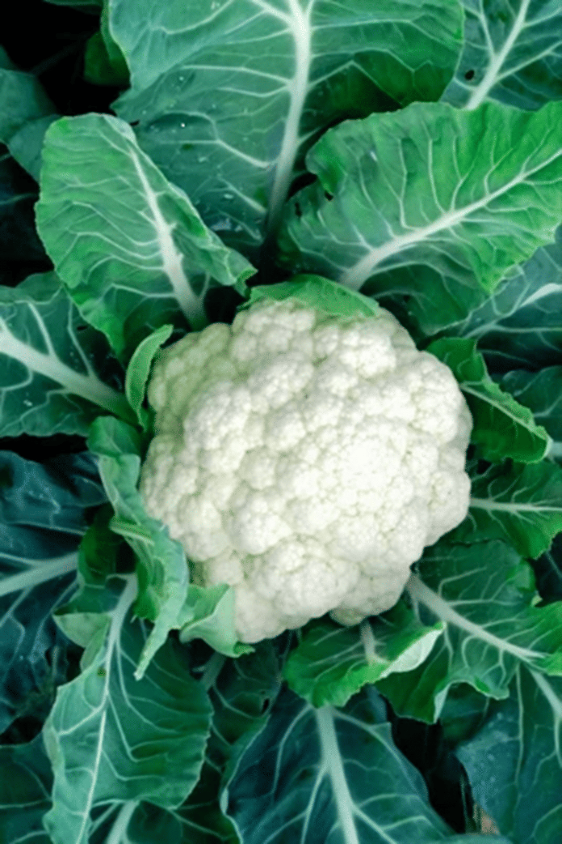     			Hybrid Cauliflower Seeds – High Yield Variety | Approx. 2,500–3,000 Seeds (10g Pack)