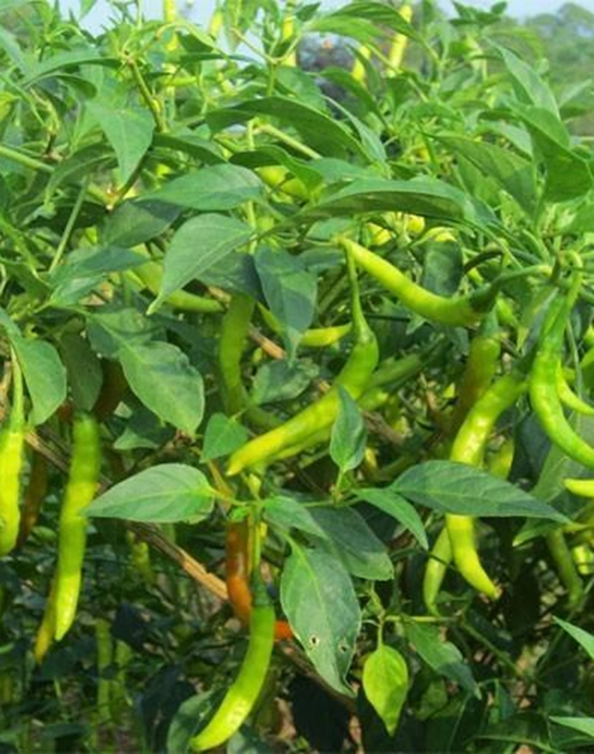     			Hybrid Chilli Seeds – High Yield Variety | Approx. 1,200–1,500 Seeds (10g Pack)