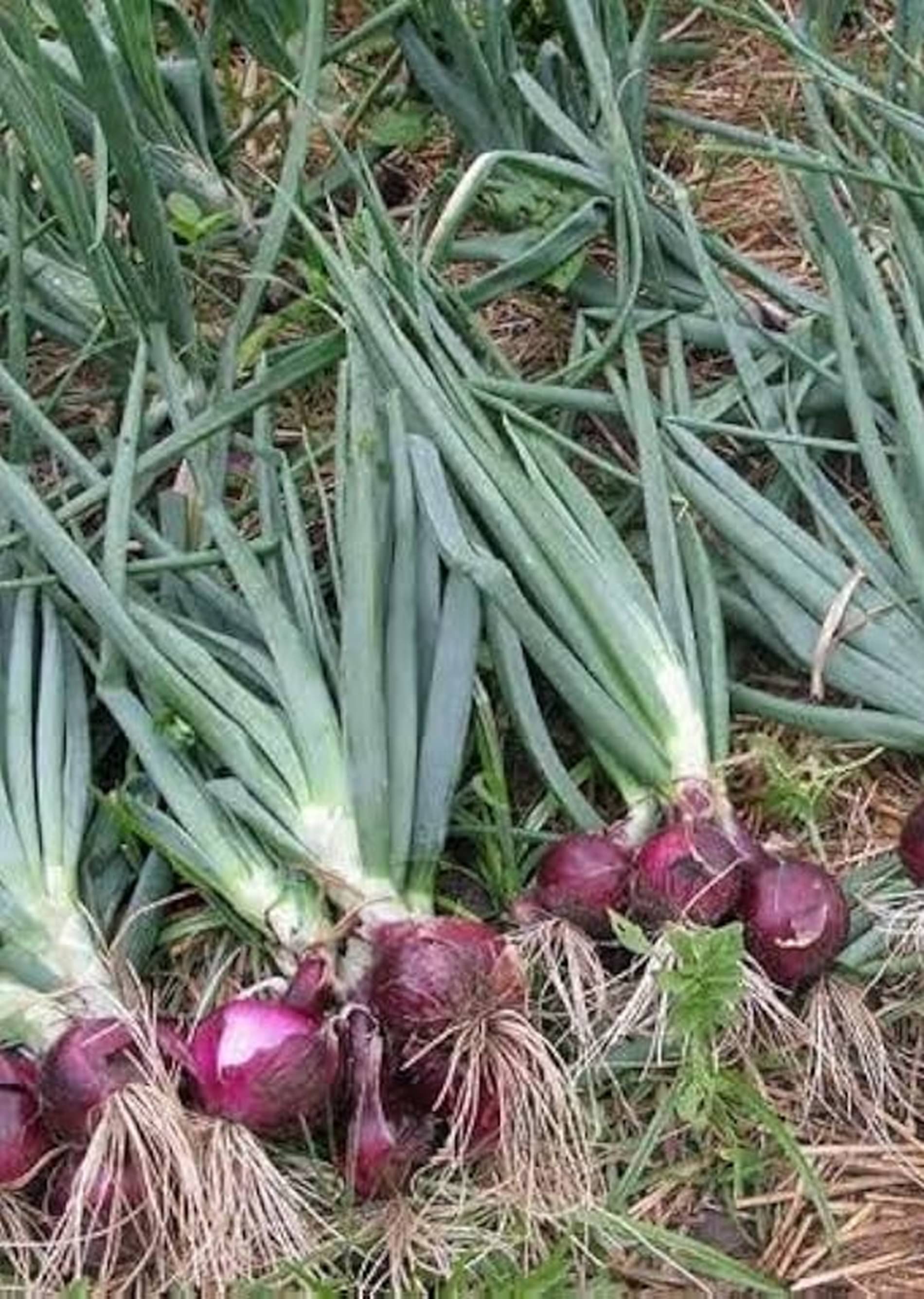     			Hybrid Onion Seeds – High Yield Variety | Approx. 2,500–3,000 Seeds (10g Pack)