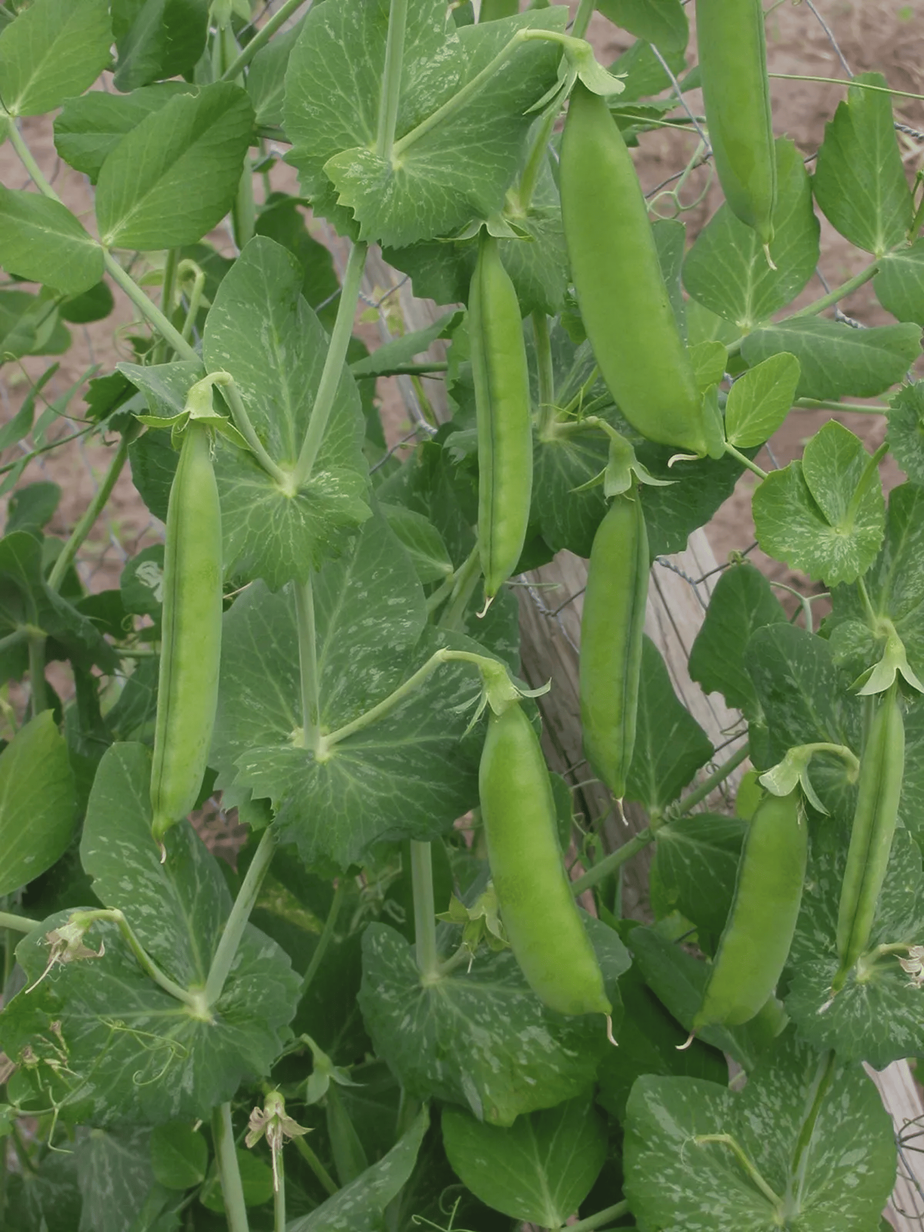 Hybrid Peas (Matar) Seeds – High Yield Variety | Approx. 80–100 Seeds (20g Pack) Hybrid Peas (Matar) Seeds – High Yield Variety | Approx. 80–100 Seeds (20g Pack)