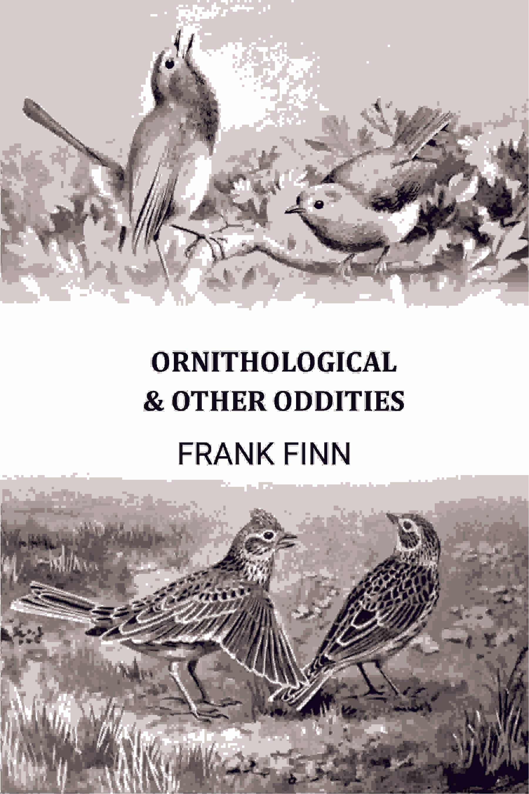     			Ornithological & Other Oddities