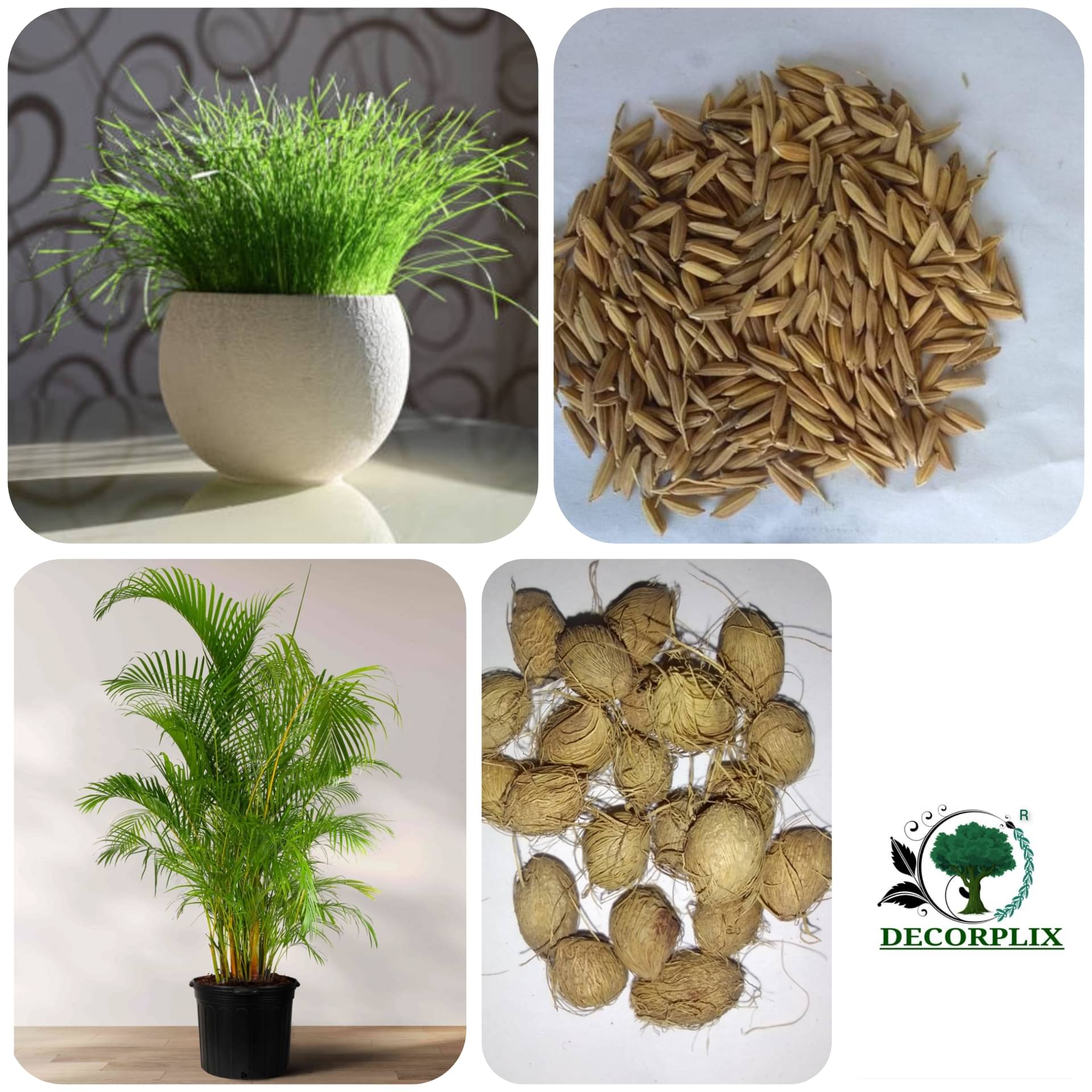     			Areca palm Seed