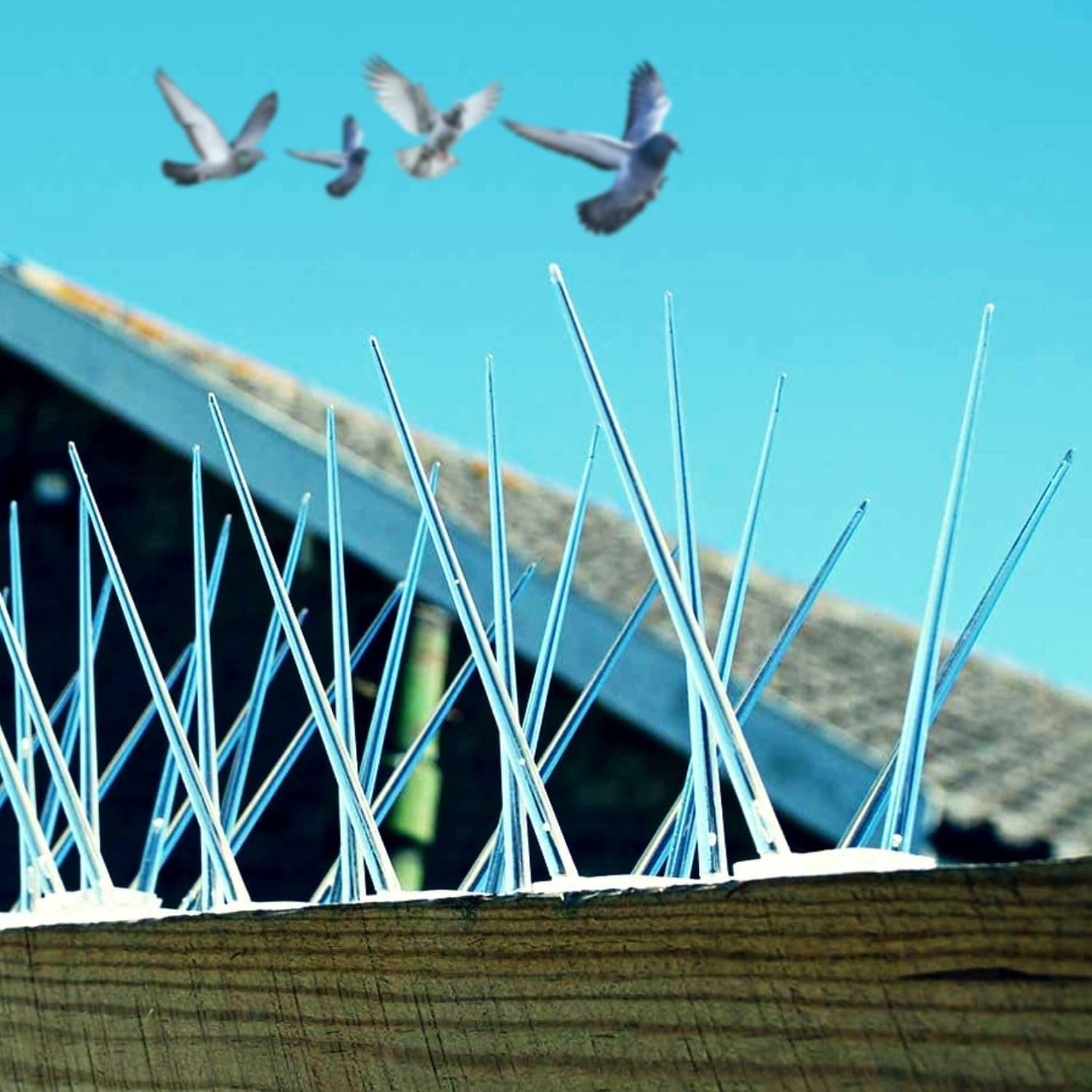     			Bird Spikes - Pigeon Control Spikes