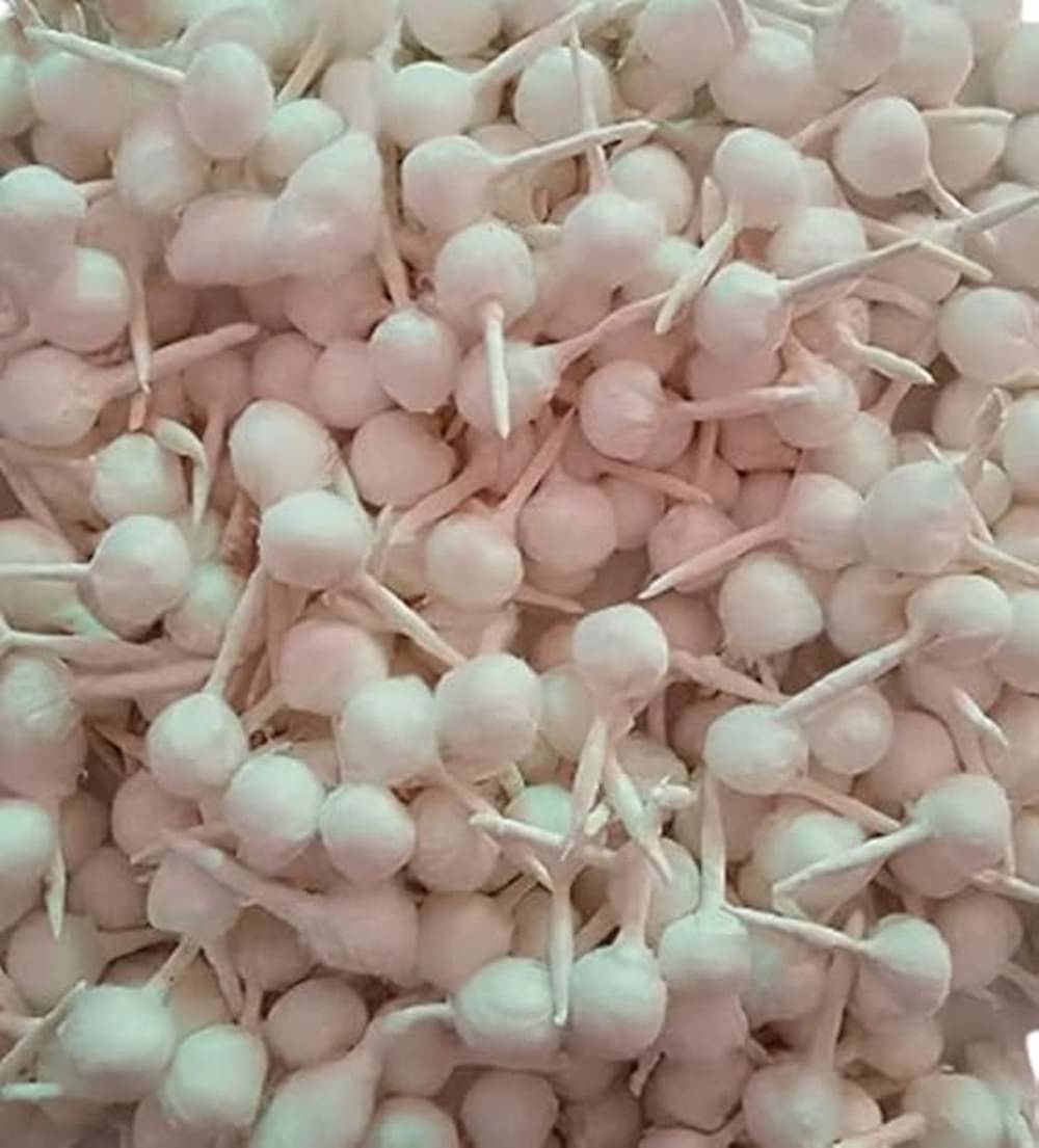     			Shree Shyam Corporetion Cotton Wicks 1000 ( Pack of 1 )