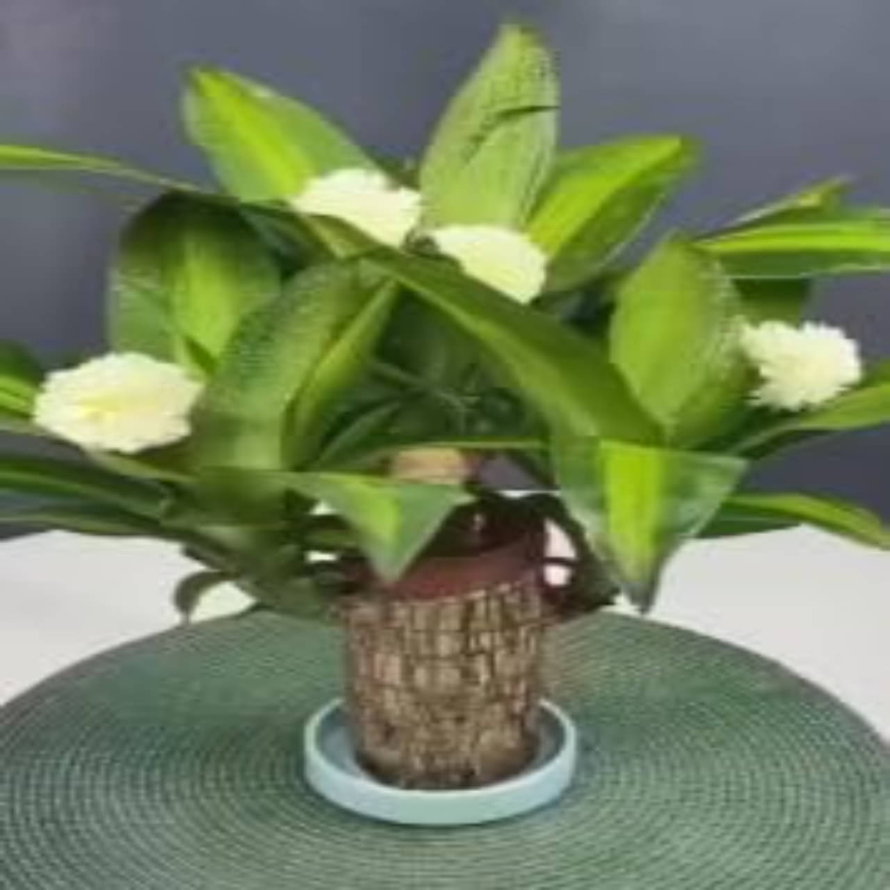     			Brazilian Lucky Wood Plants Log (Dracaena fragrans) No Doll