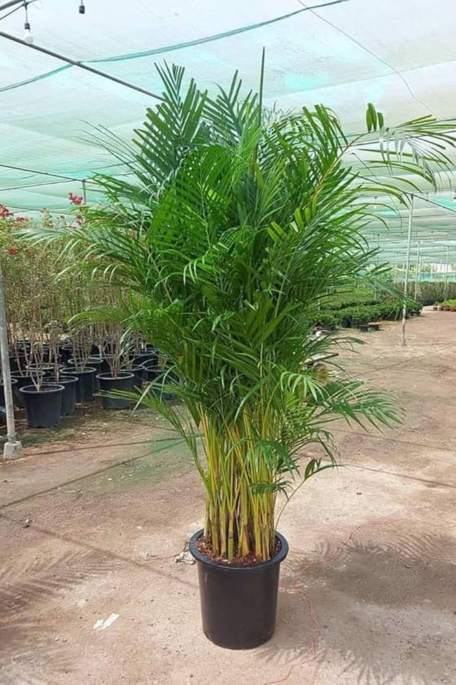     			Areca Palm (Small) - Plant