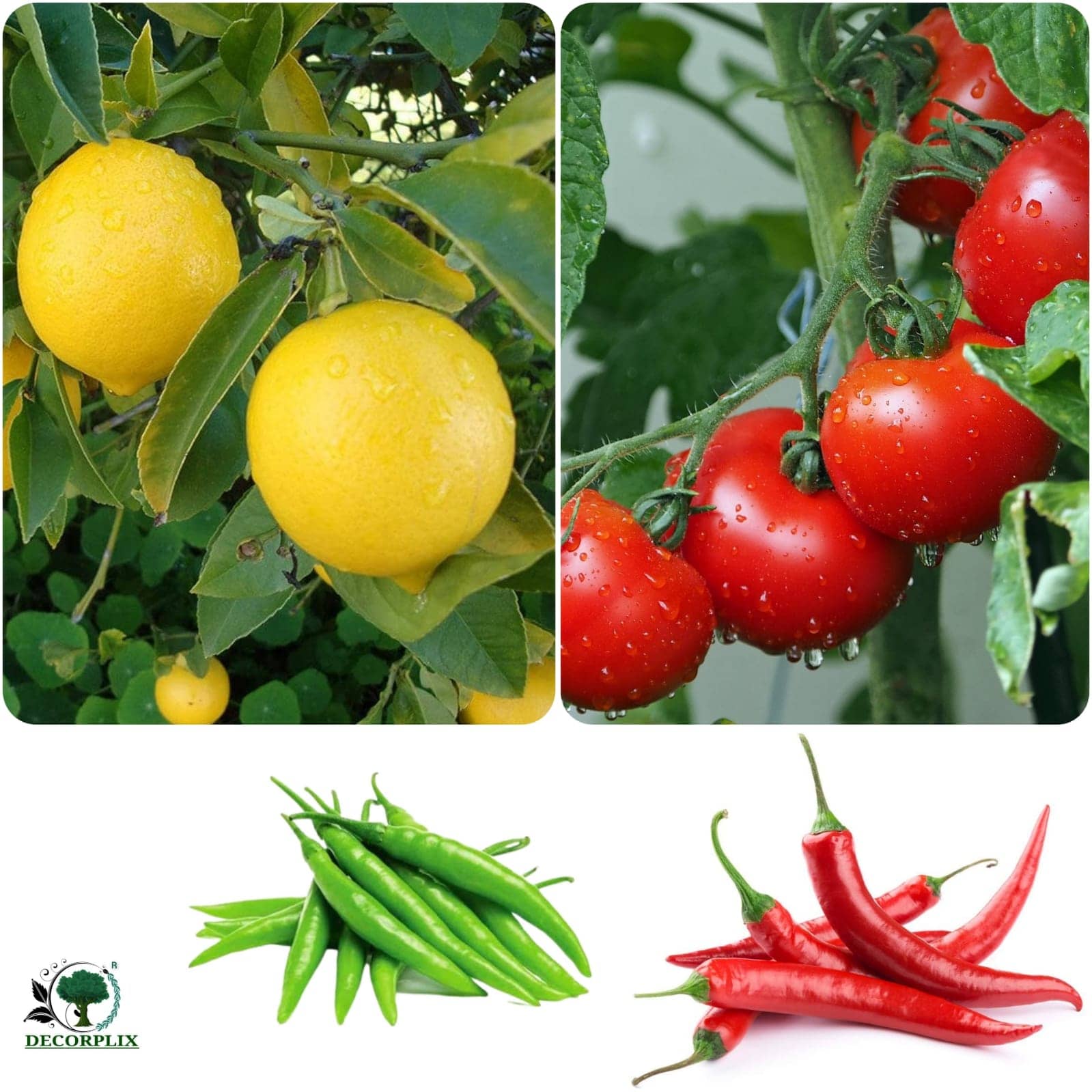 Lemon, Tomato,Red & Green chilli seeds 180