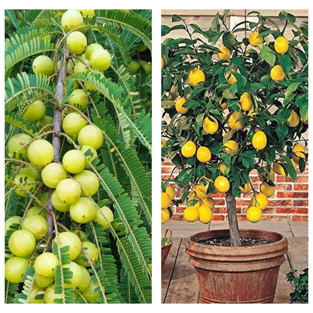 Amla & Lemon Seeds Combo – 2 in 1 Pack for Home Garden | High Germination | Organic Fruit Seeds Amla & Lemon Seeds Combo – 2 in 1 Pack for Home Garden | High Germination | Organic Fruit Seeds