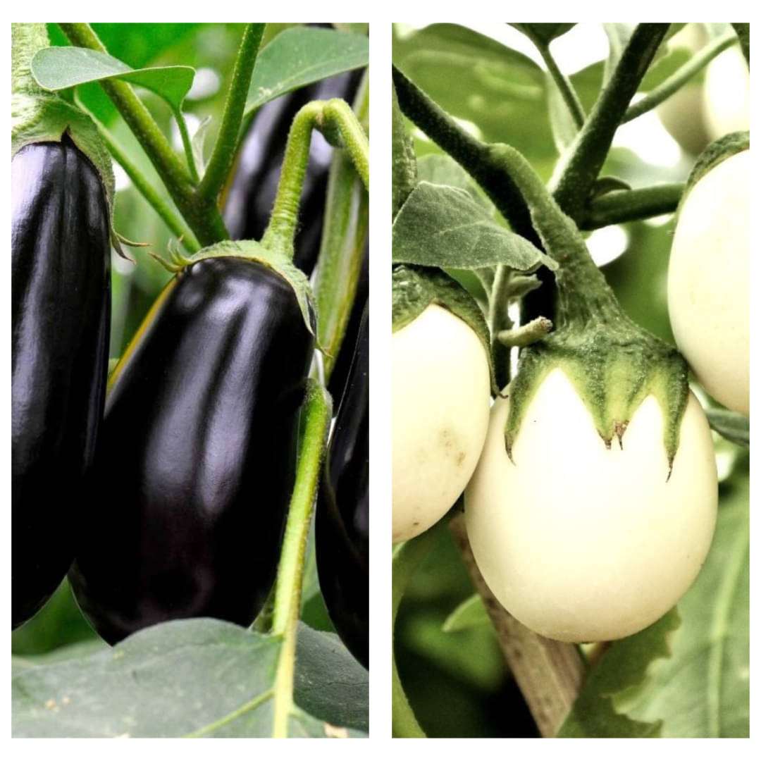 Black Brinjal & White Brinjal Combo Pack (2-in-1, Fresh & Farm Picked) Black Brinjal & White Brinjal Combo Pack (2-in-1, Fresh & Farm Picked)
