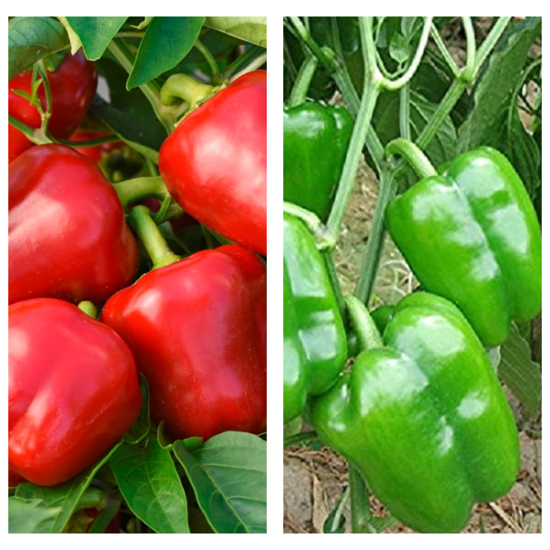 Red Capsicum & Green Capsicum Combo Pack (2-in-1, Farm Fresh) Red Capsicum & Green Capsicum Combo Pack (2-in-1, Farm Fresh)