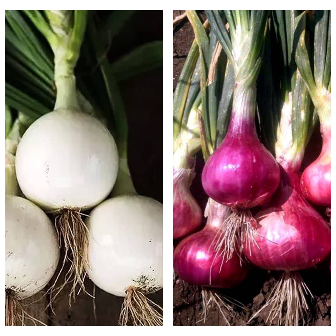 Red Onion 500 & White Onion 500 Combo Pack (2-in-1, Fresh & Hygienic) Red Onion 500 & White Onion 500 Combo Pack (2-in-1, Fresh & Hygienic)