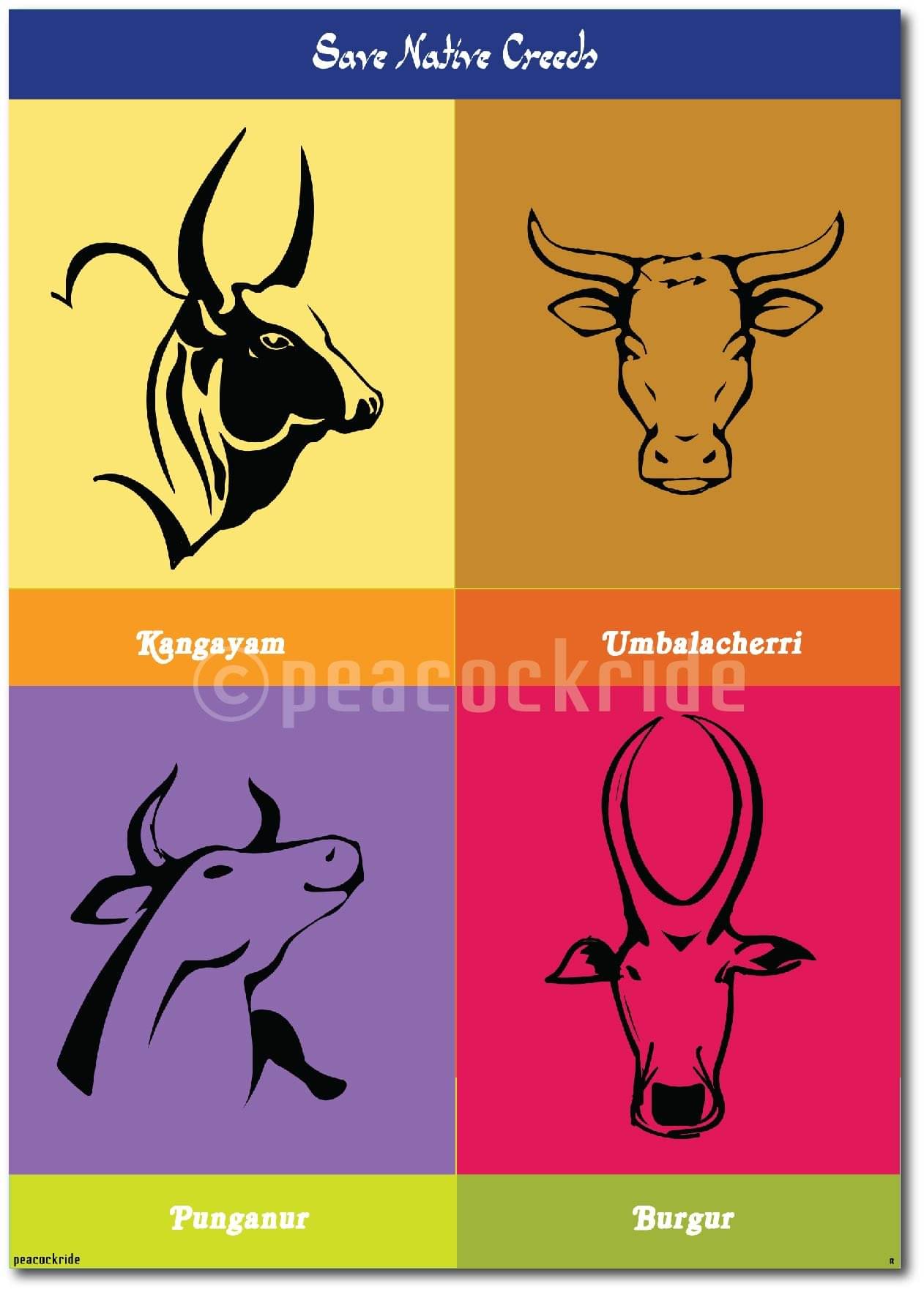     			Jallikattu - Save Native Breeds Wall Poster