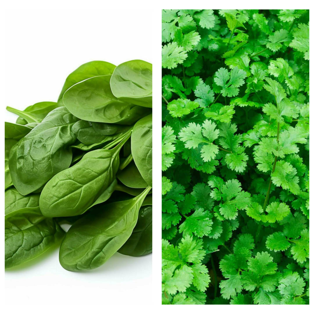 Spinach & Coriander Combo Pack (Fresh, Clean & Hygienic)     			Spinach & Coriander Combo Pack (Fresh, Clean & Hygienic)