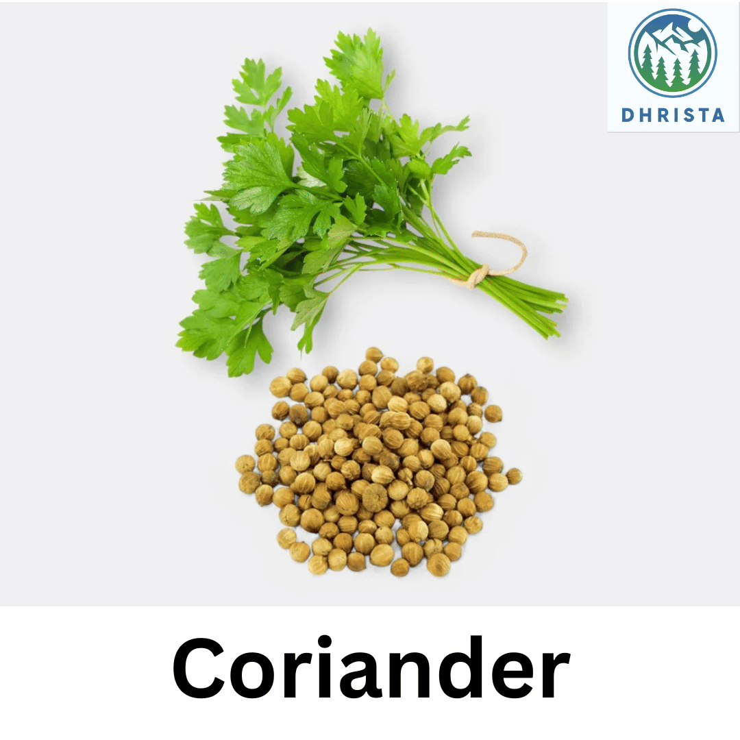     			Coriander (Dhania) (900+ Seeds) Vegetable Seeds for Home Garden, Organic & Hybrid, Perfect for Home Gardening, Planting For Pots