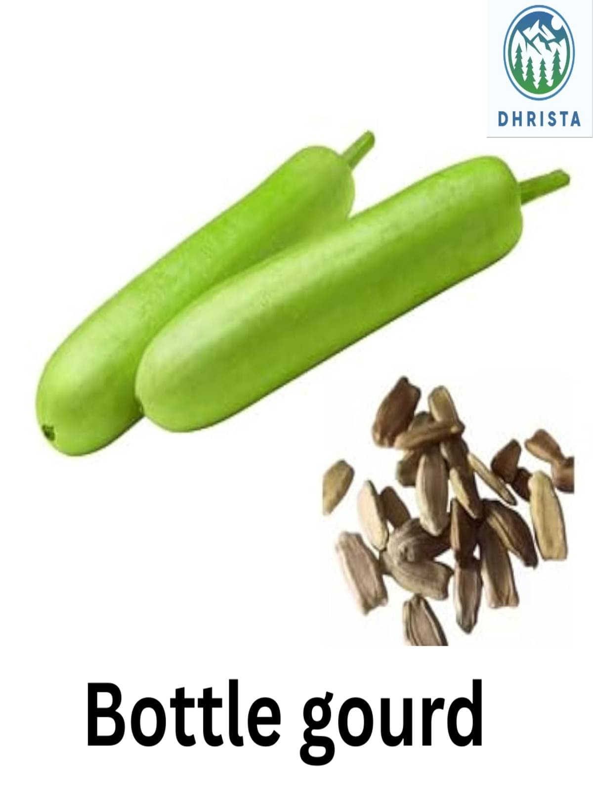 Dhrista Long Bottle Gourd (Lauki) Vegetable Seeds (Green, 50 seeds Each) | High Yield, Fast Germination | Suitable for Home Garden, Terrace & Farmland Dhrista Long Bottle Gourd (Lauki) Vegetable Seeds (Green, 50 seeds Each) | High Yield, Fast Germination | Suitable for Home Garden, Terrace & Farmland