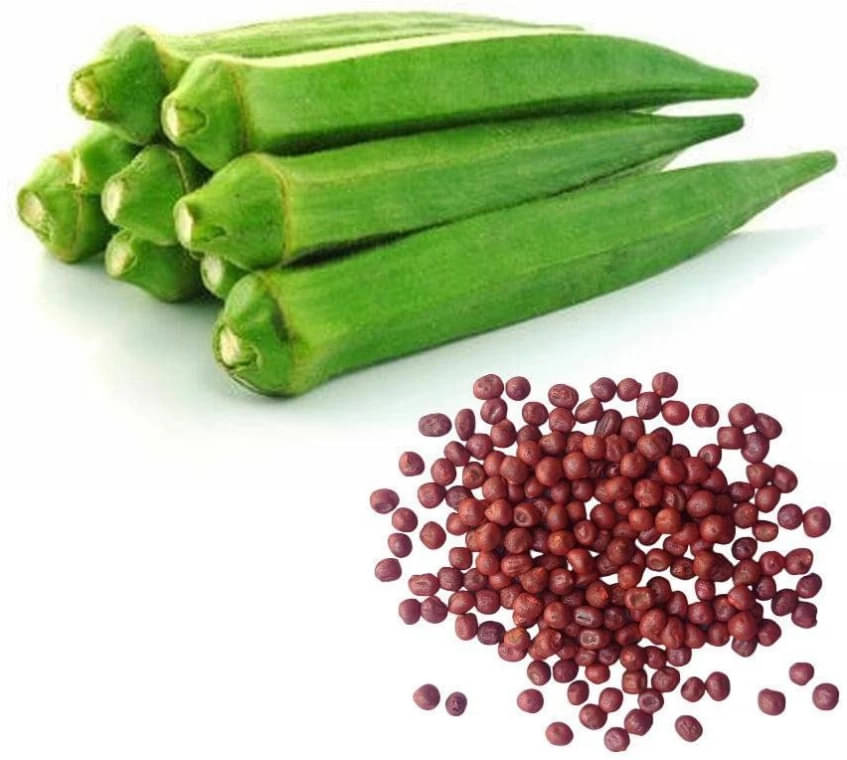     			Dhrista Seeds Lady Finger (Okra) Vegetable Seeds – (Green, 150 seeds Each) | High Yield, Fast Germination, Disease Resistant | Suitable for Home Garden, Terrace & Farmland