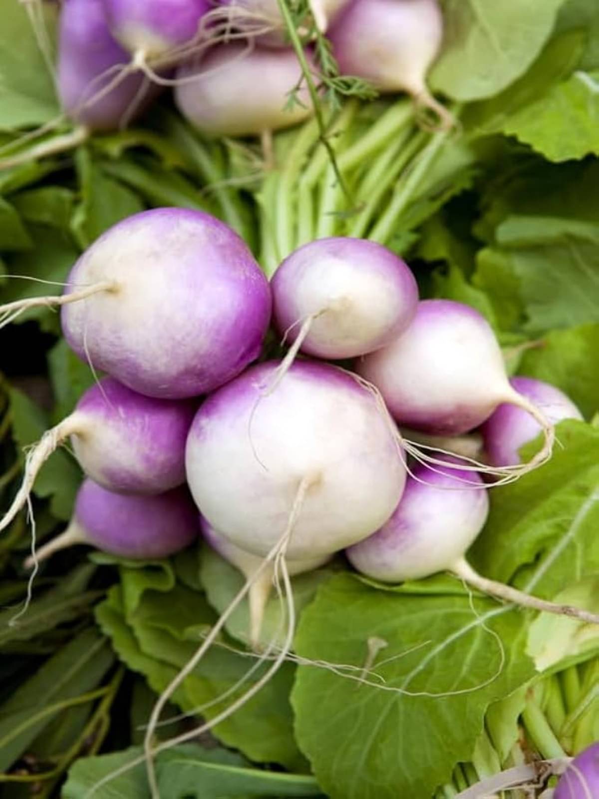     			Dhrista Turnip RED (Shalgam) pack of 200+ seeds, Vegetable Seeds for Home Garden | HYBRID Seeds | ORGANIC SEEDS | Perfect for Home Gardening, Planting For Pots and Patio