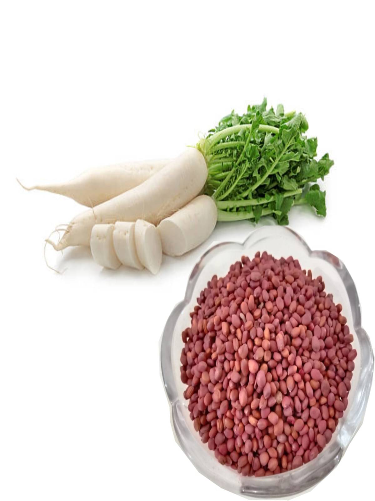     			Dhrista White Radish (Safed Mooli) pack of 700+ seeds, Vegetable Seeds for Home Garden | HYBRID Seeds | ORGANIC SEEDS | Perfect for Home Gardening, Planting For Pots and Patio
