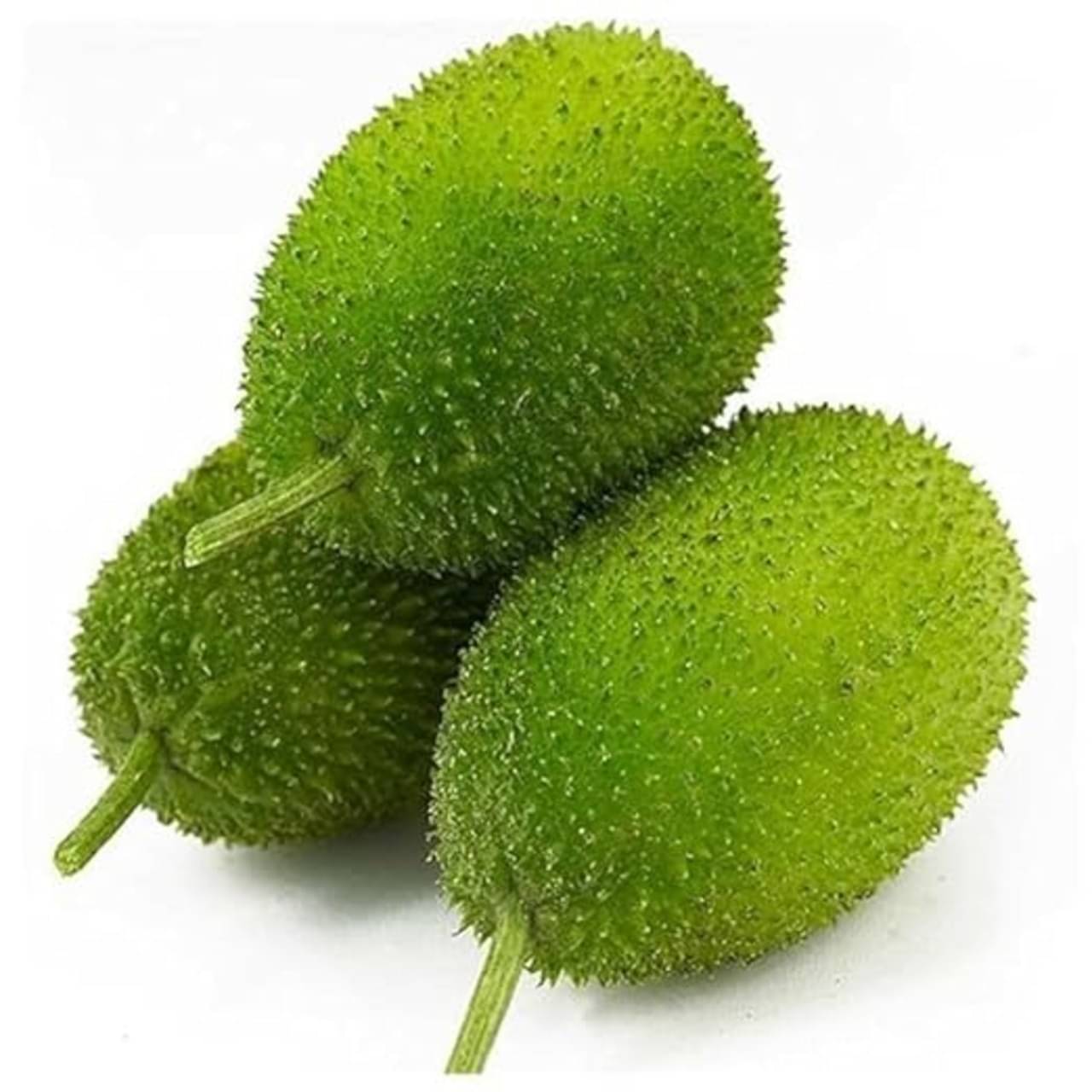 F1 Hybrid Kantola / Kakrol / Kakora Seeds - High Yield Spiny Gourd for Home Gardening (seed of 50) F1 Hybrid Kantola / Kakrol / Kakora Seeds - High Yield Spiny Gourd for Home Gardening (seed of 50)