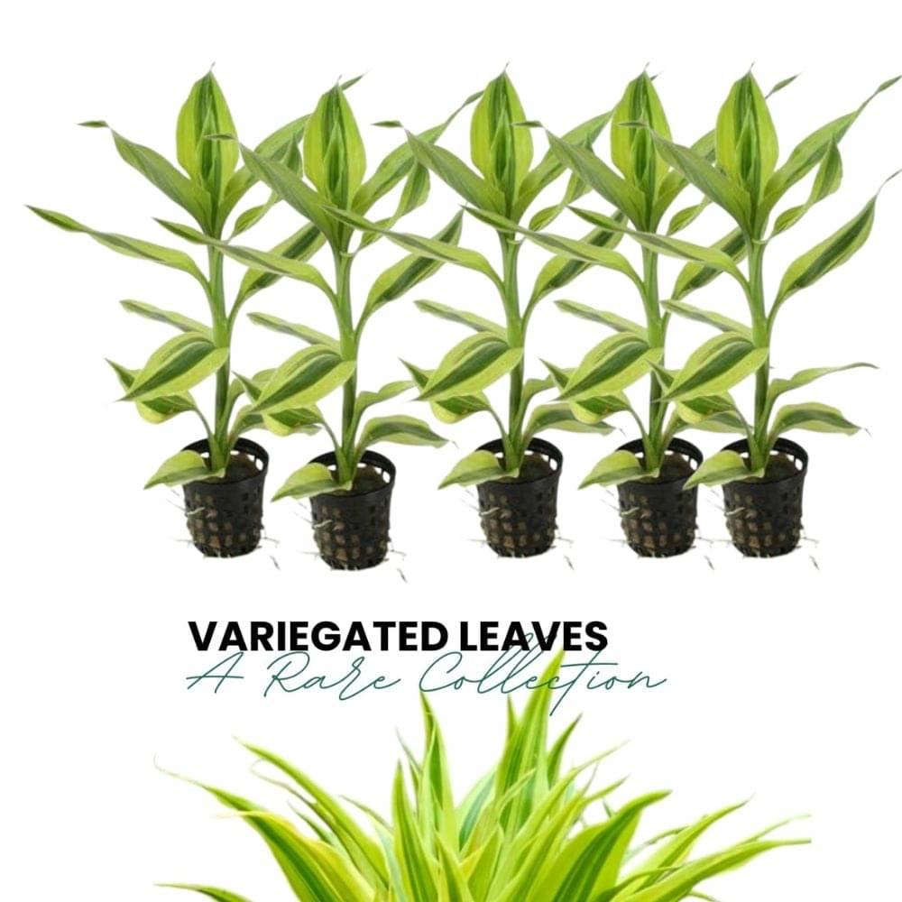 Lucky Bamboo Sticks – 30 cm (Set of 5) | Indoor Decorative & Feng Shui Plant Lucky Bamboo Sticks – 30 cm (Set of 5) | Indoor Decorative & Feng Shui Plant