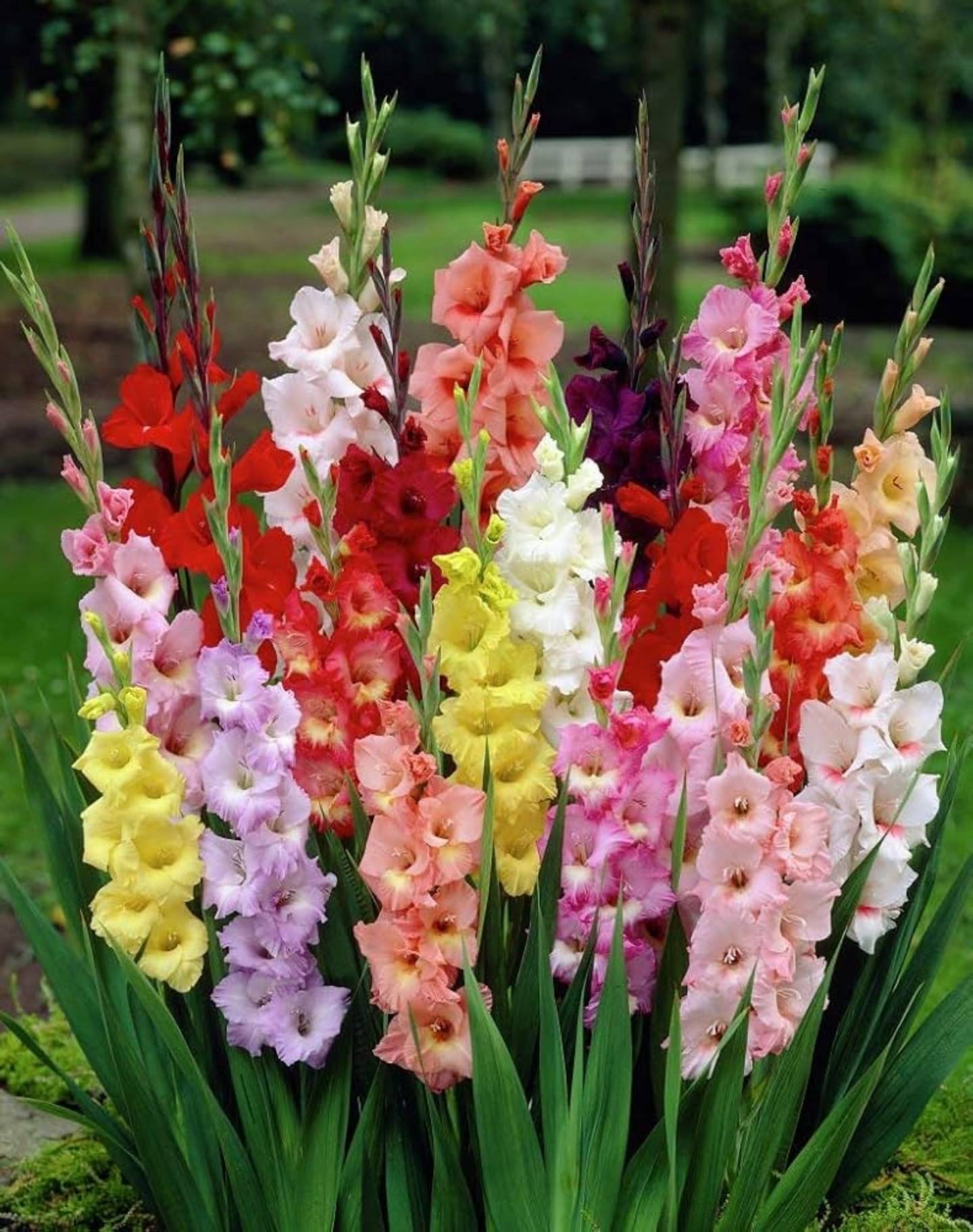     			Gladiolus flower seeds
