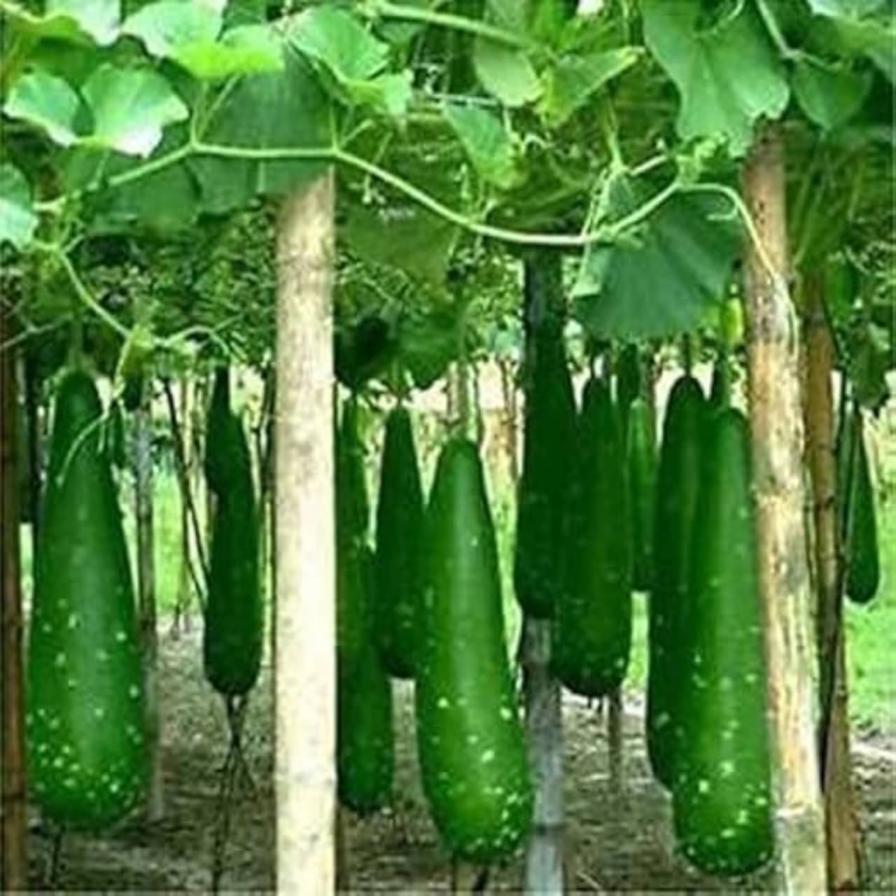 Option 1 (Focus on Variety and Size): Premium Long Green Bottle Gourd Seeds (Lauki/Kaddu) - High Yield & Nutritious Summer Vegetable Option 1 (Focus on Variety and Size): Premium Long Green Bottle Gourd Seeds (Lauki/Kaddu) - High Yield & Nutritious Summer Vegetable
