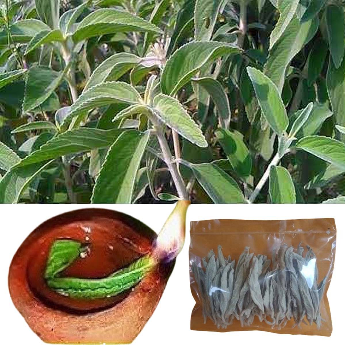     			ANU'S HERBALS Pooja Kit 1 ( Pack of 50 )