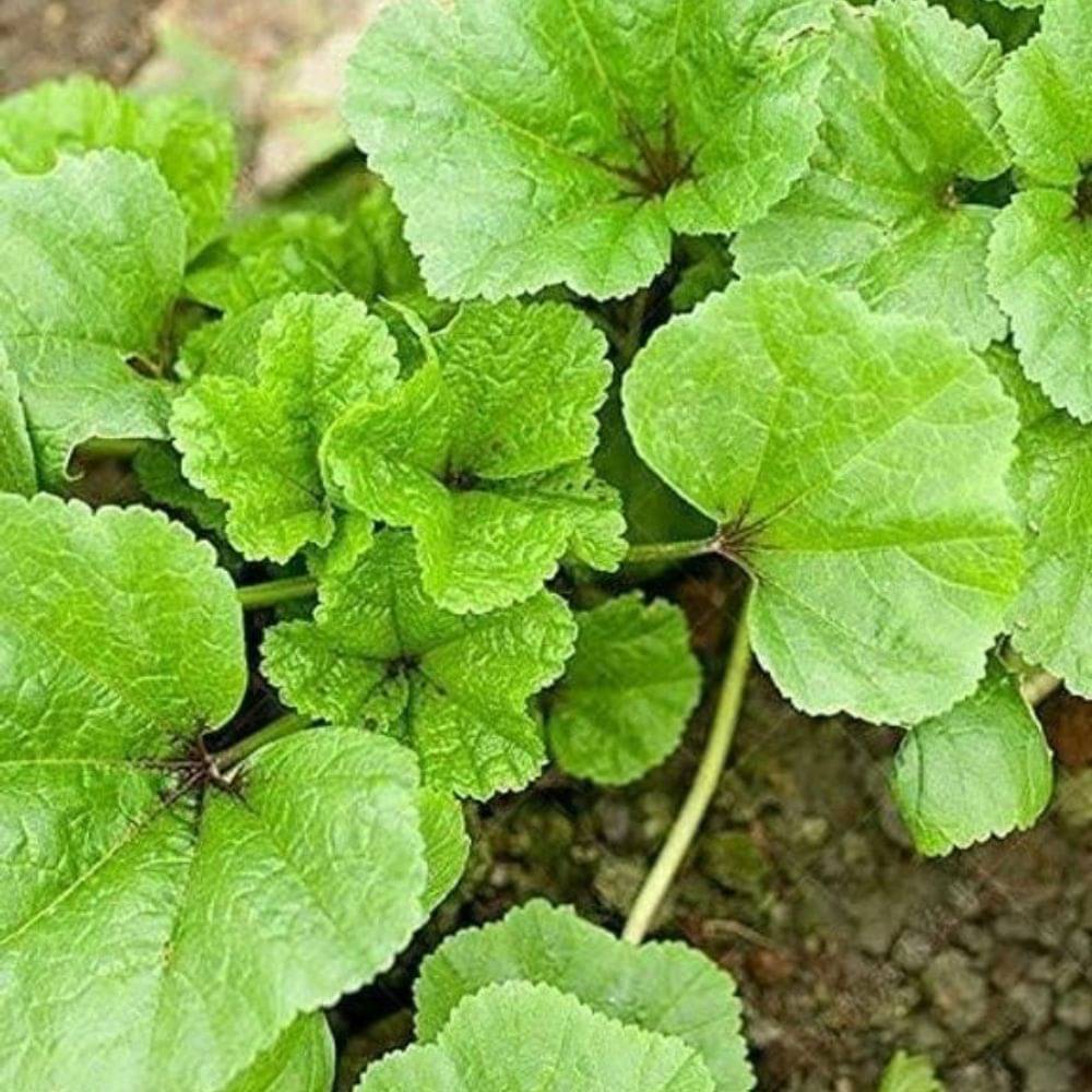     			Lafa Saag | Lofa Shak | Leafy vegetable 300 seeds - Lafa Shak, a traditional vegetable of the north